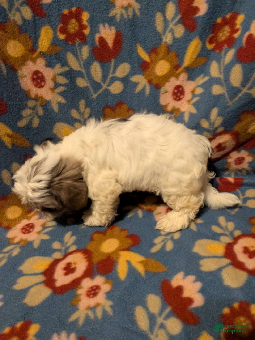 Shih Tzu dogs for sale: Skylar  - Ad 3