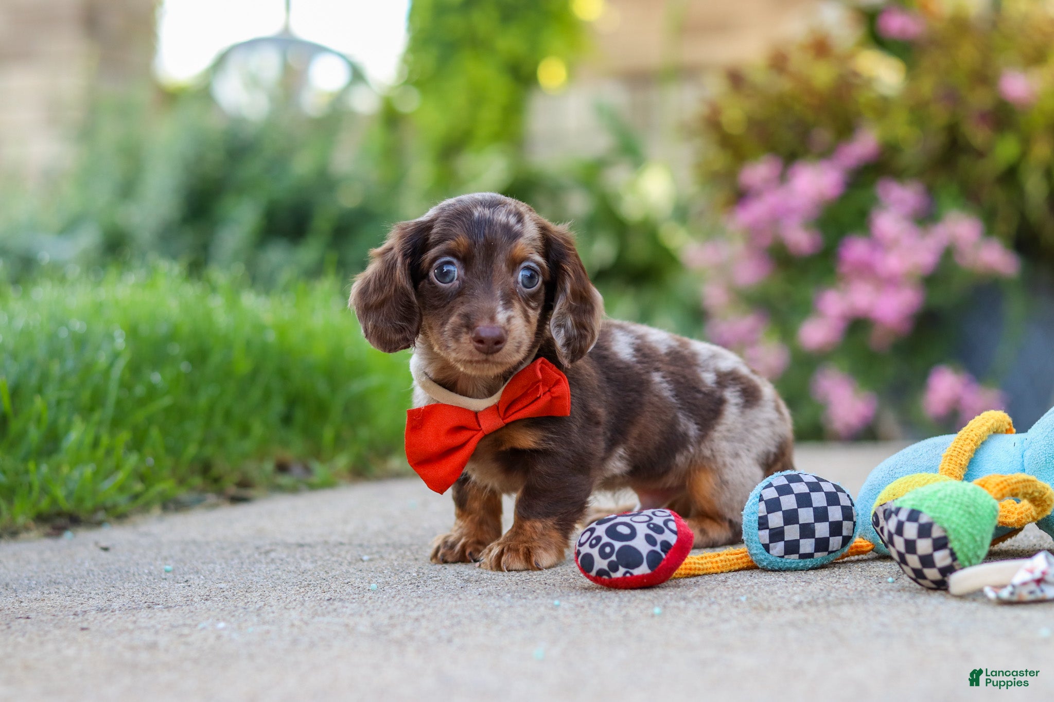 Miniature Dachshund dogs Benson - Ad 1