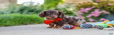 Benson