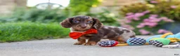 Miniature Dachshund dogs for sale: Benson - Ad 1
