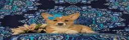 Welsh Corgi Pembroke dogs for sale: Matilda AKC Registered - Ad 5