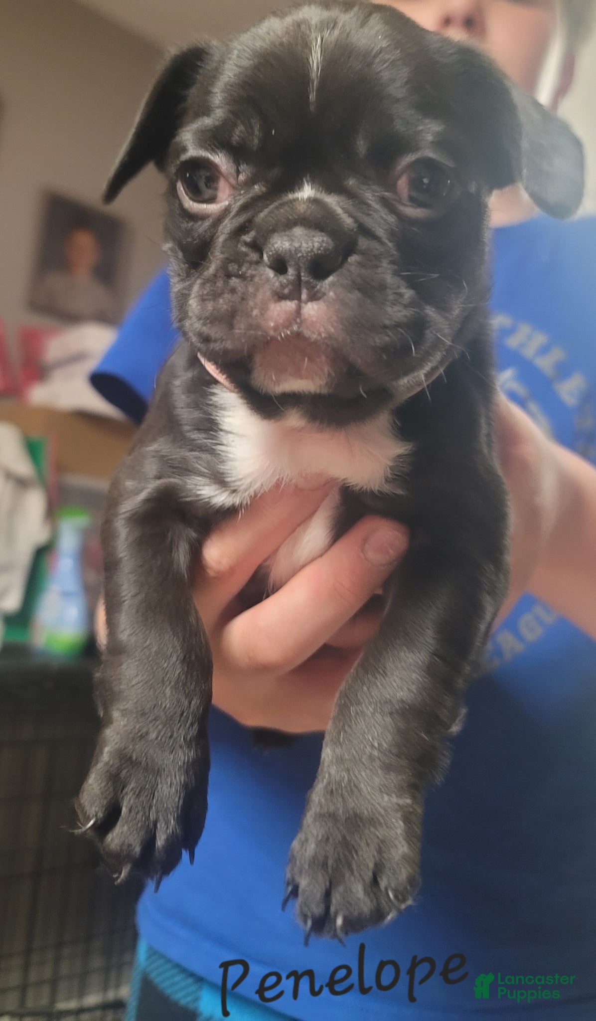 French Bulldog dogs Penelope  - Ad 3