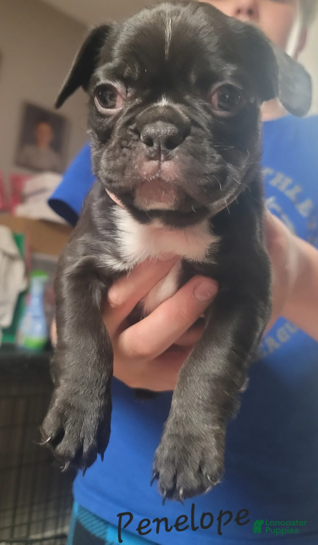 French Bulldog dogs for sale: Penelope  - Ad 1