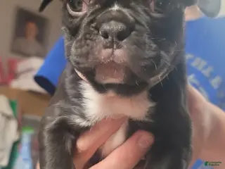 French Bulldog dogs Penelope - Ad 3