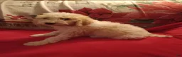 Standard Poodle dogs for sale: Butter - Ad 2