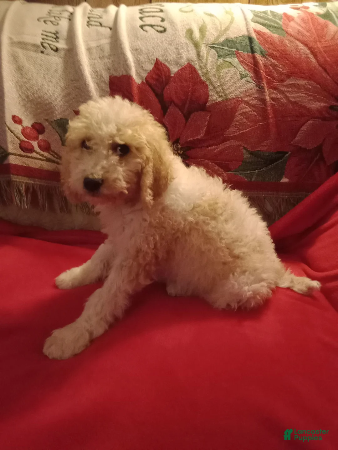 Standard Poodle dogs for sale: Butter - Ad 2