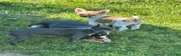 Chihuahua dogs for sale: Chihuahua Puppy 1 - Ad 6