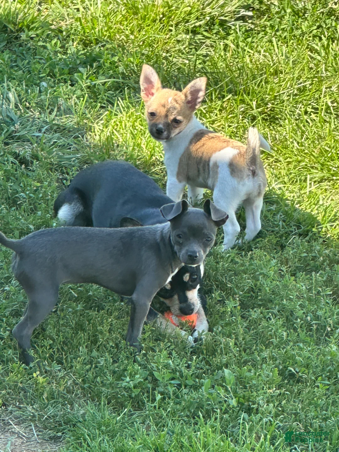 Chihuahua dogs for sale: Chihuahua Puppy 1 - Ad 6