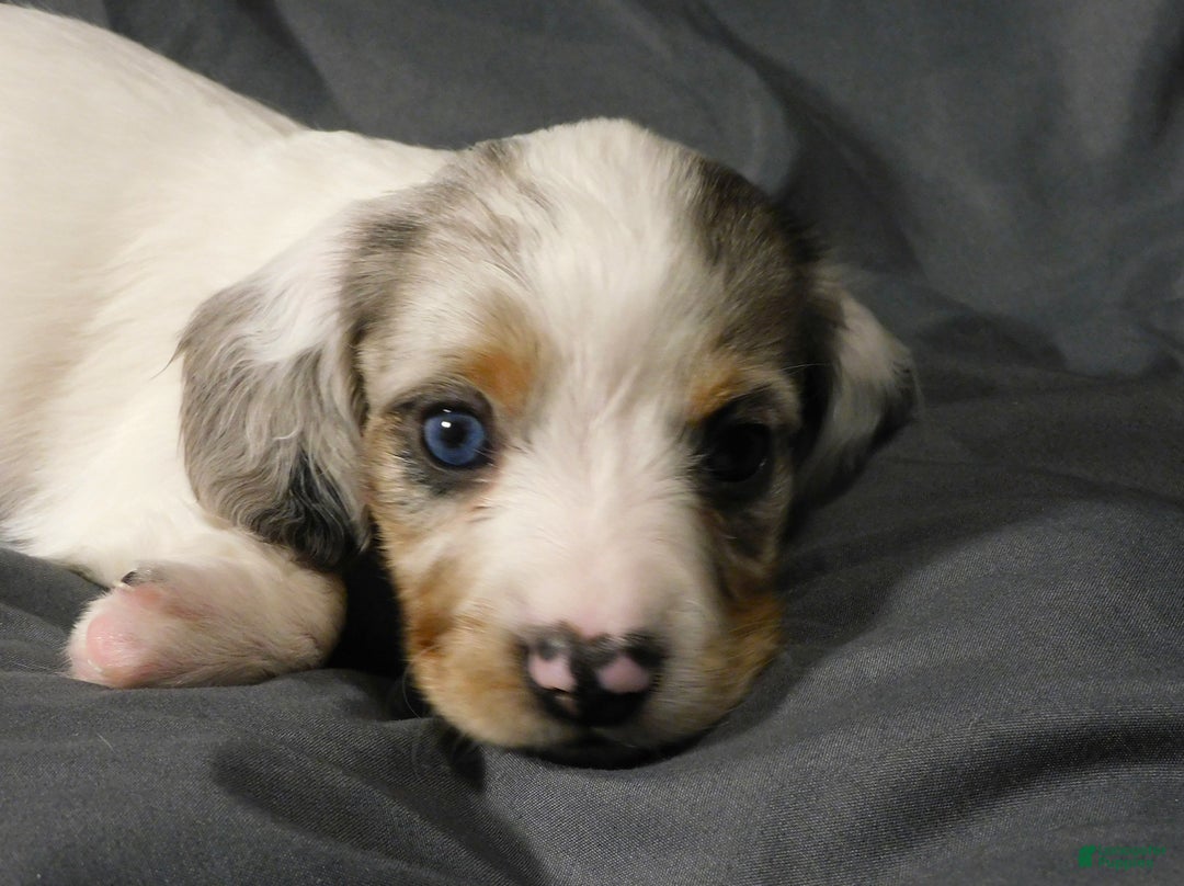 Miniature Dachshund dogs for sale: LMA's ChampionDoxie White Chocolate Chunk - Ad 2