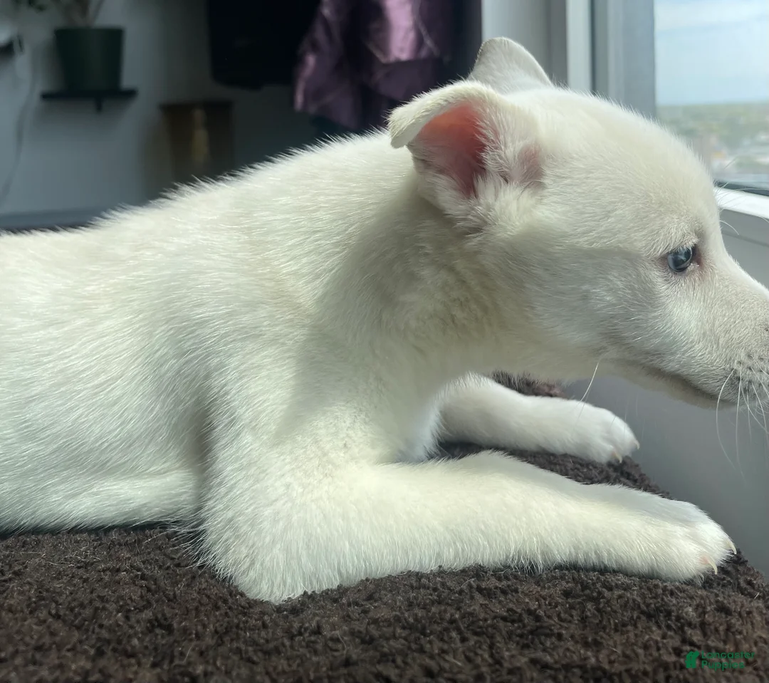 Alaskan Klee Kai dogs for sale: Storm Cloud (Stormy) - Ad 2