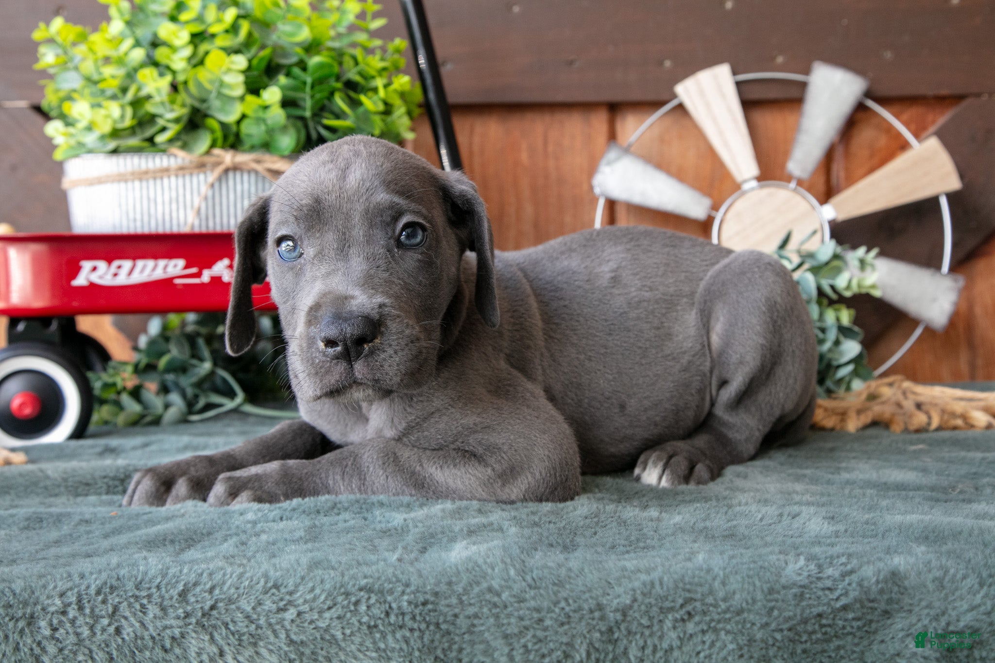 Great Dane dogs Daisy - Ad 2