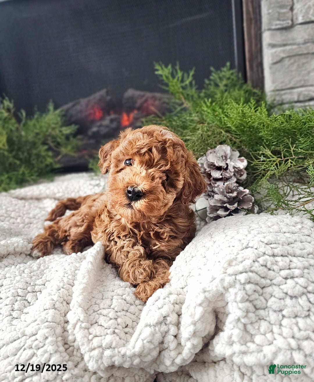Mini Goldendoodle dogs for sale: Bella - Ad 2