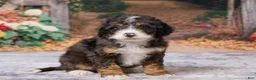 Bernedoodle dogs for sale: Kendrick - Ad 3