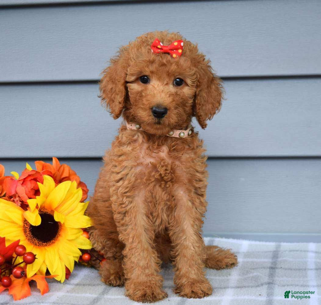 Goldendoodle dogs Oaklyn - Ad 2