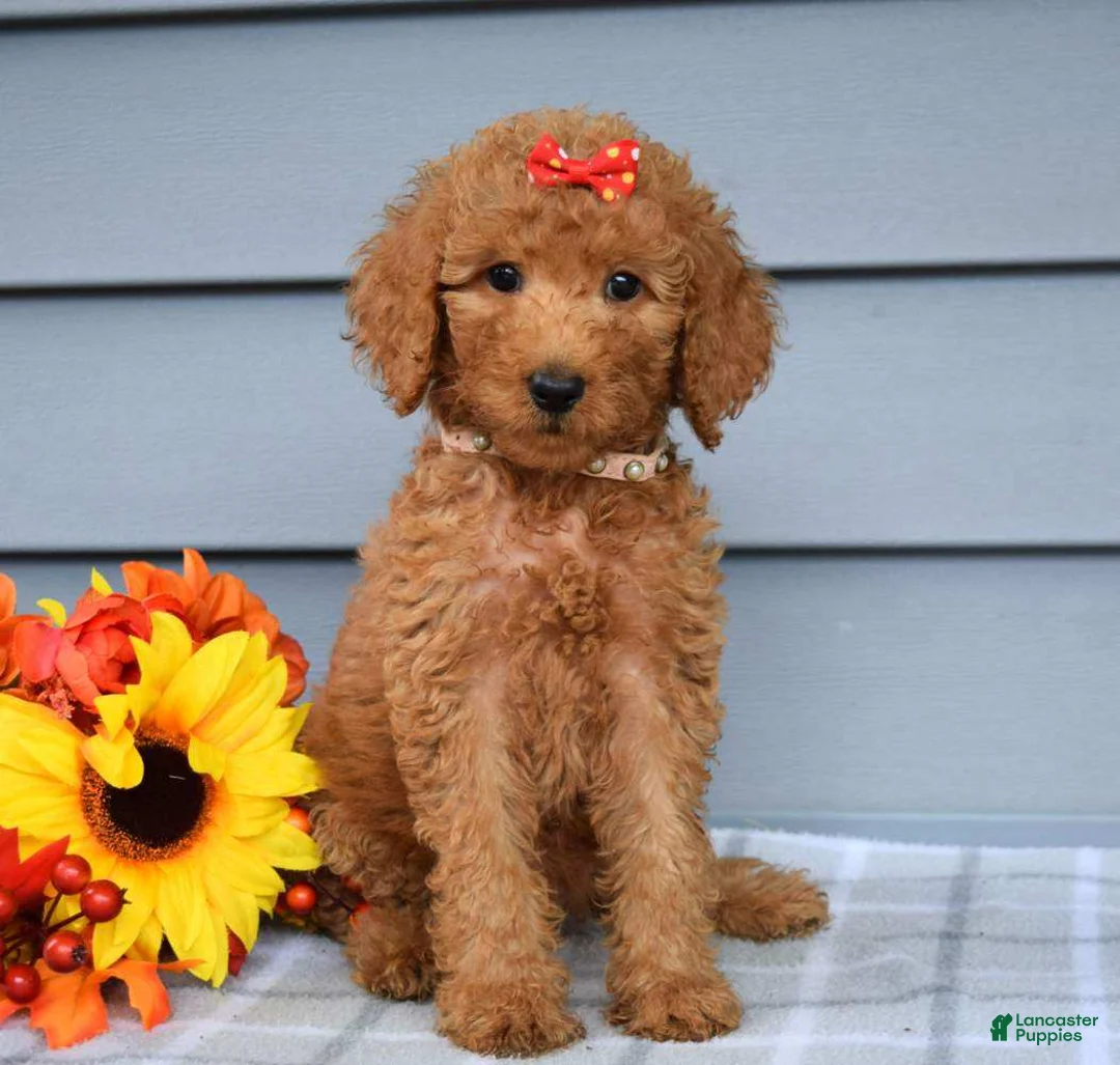 Goldendoodle dogs for sale: Oaklyn - Ad 2