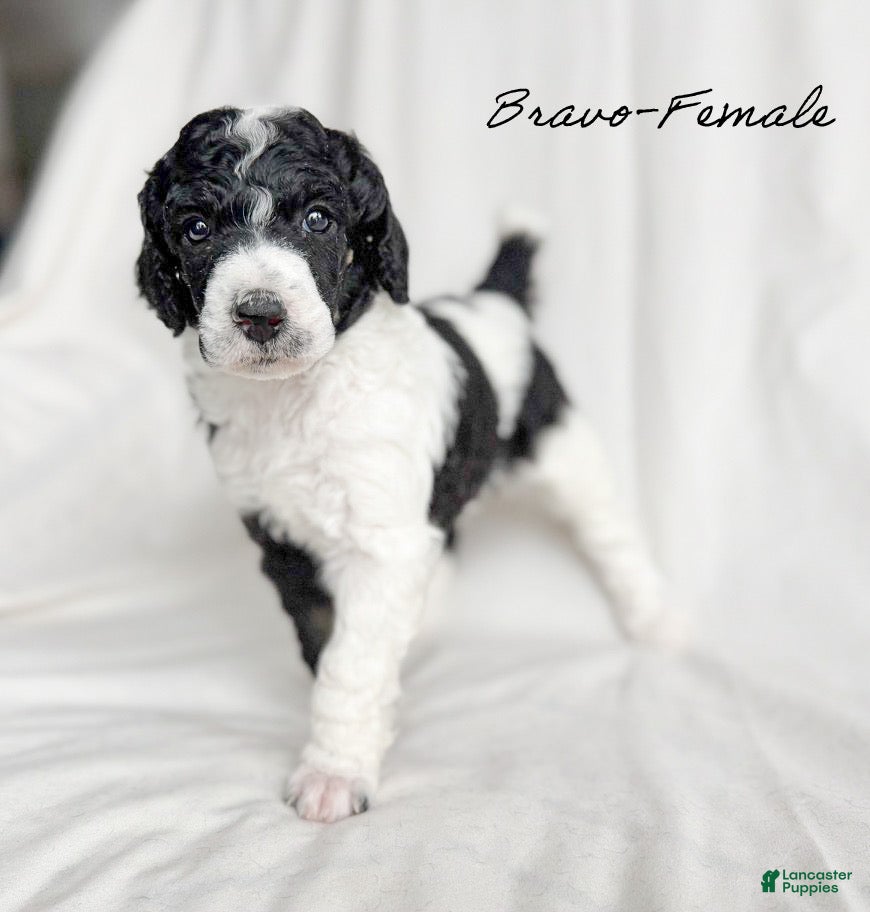Standard Poodle dogs Bravo - Ad 40