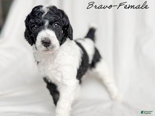 Standard Poodle dogs Bravo - Ad 31