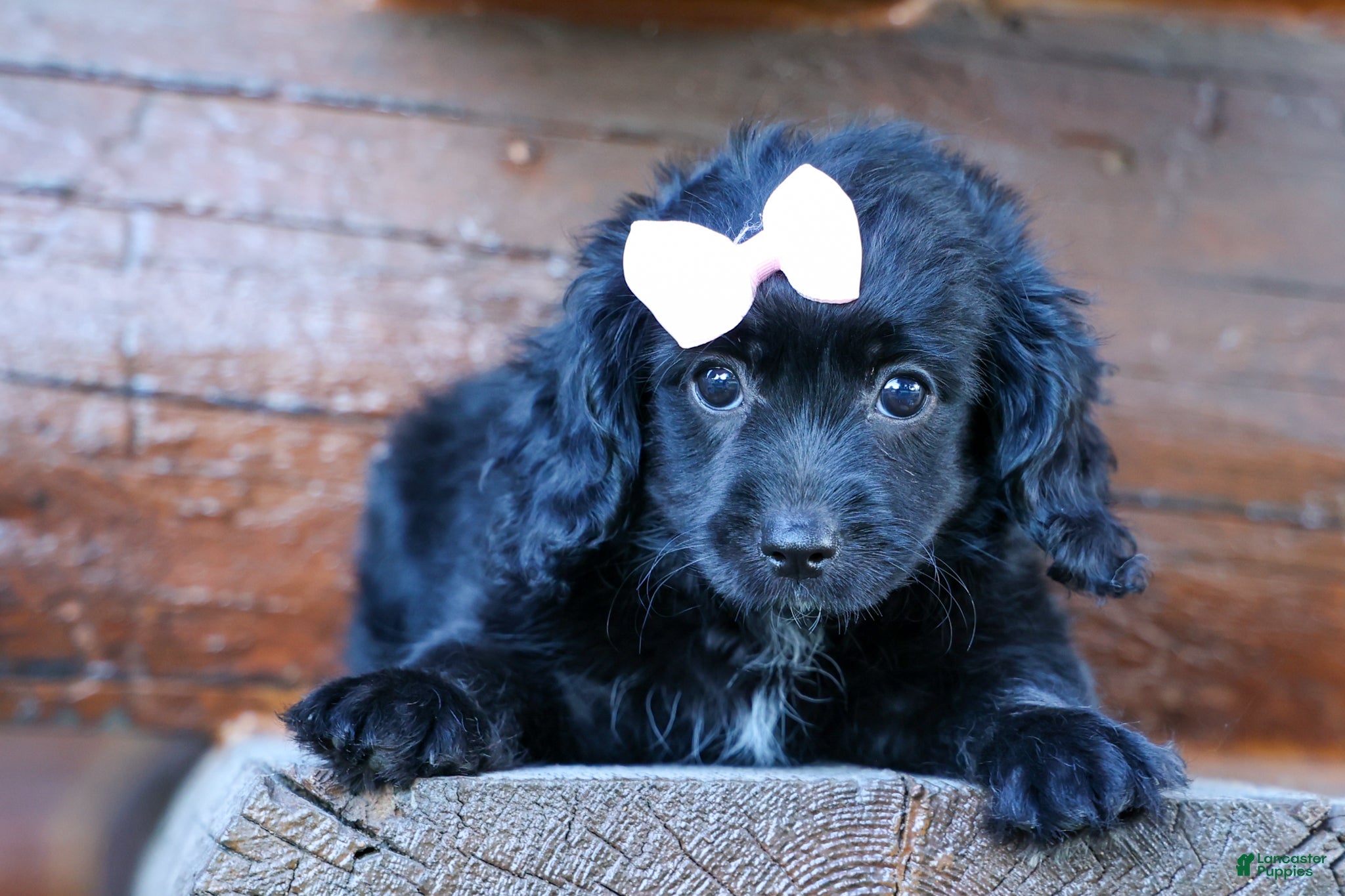 Cavapoo dogs Raya🎀 - Ad 1