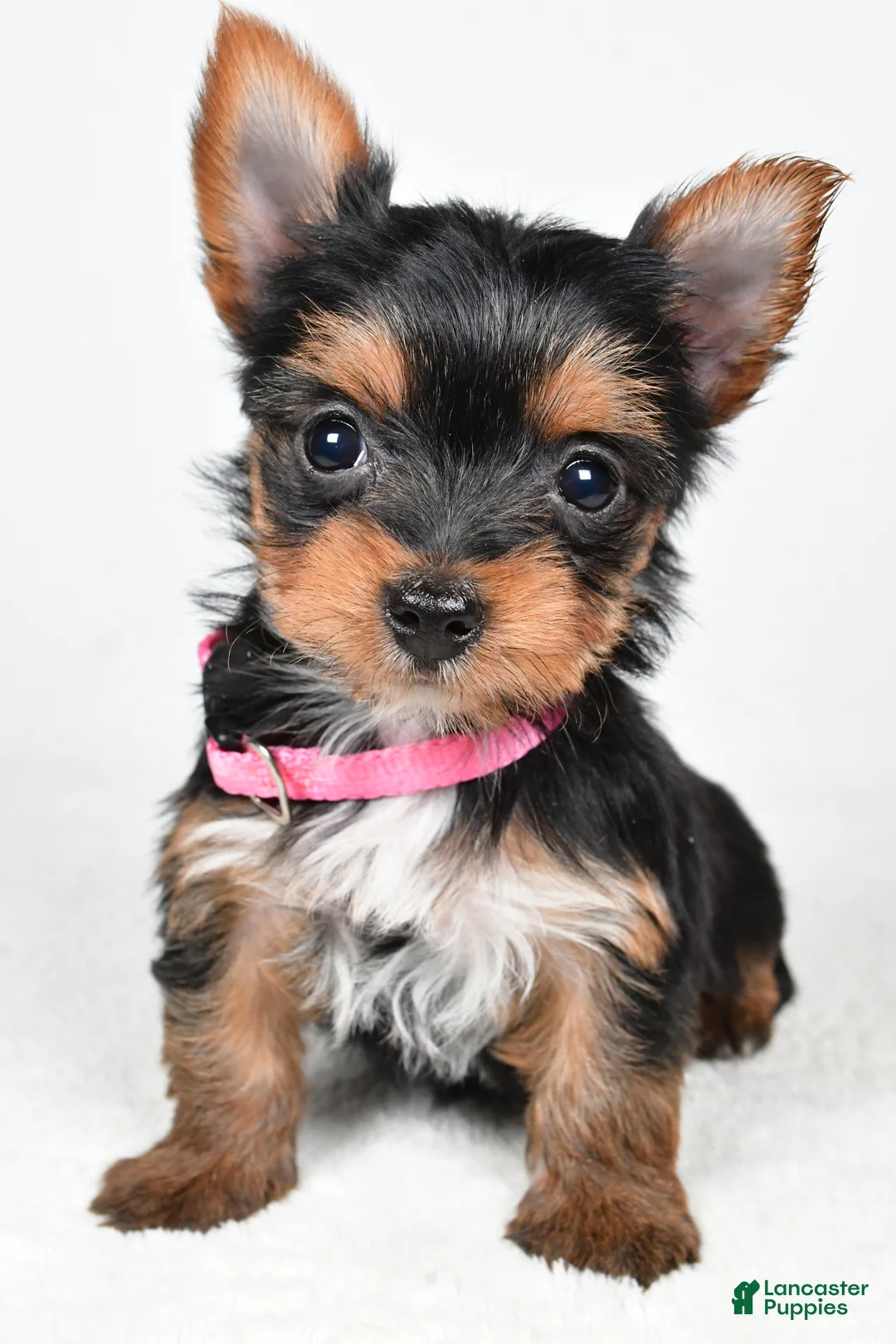 Yorkshire Terrier dogs for sale: Macey - Ad 7