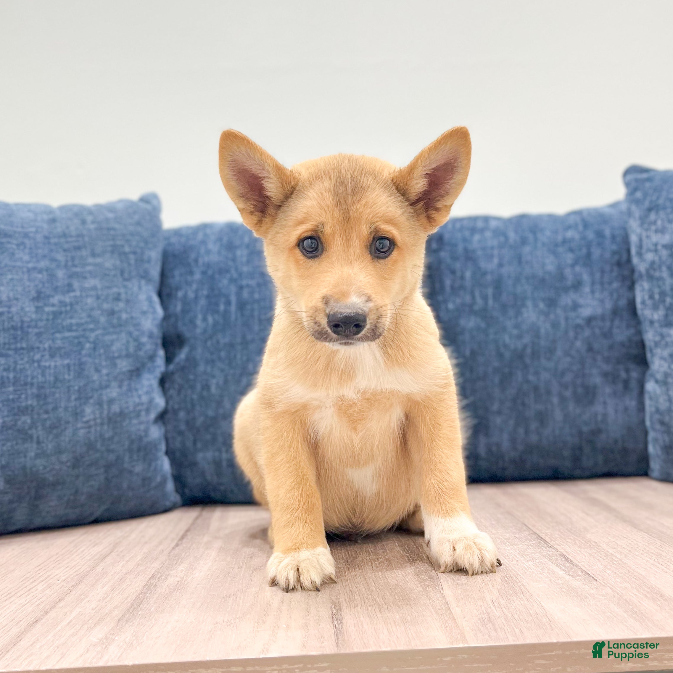 Mixed Breed dogs Reid - Ad 1