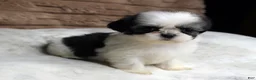 Shih Tzu dogs for sale: Lexi - Ad 2