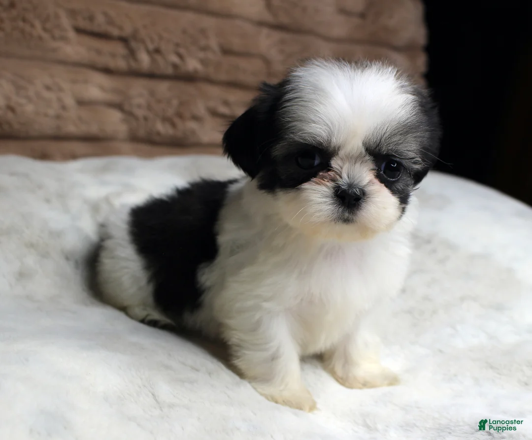 Shih Tzu dogs for sale: Lexi - Ad 2