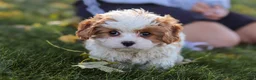 Cavapoo dogs for sale: Alice - Ad 9