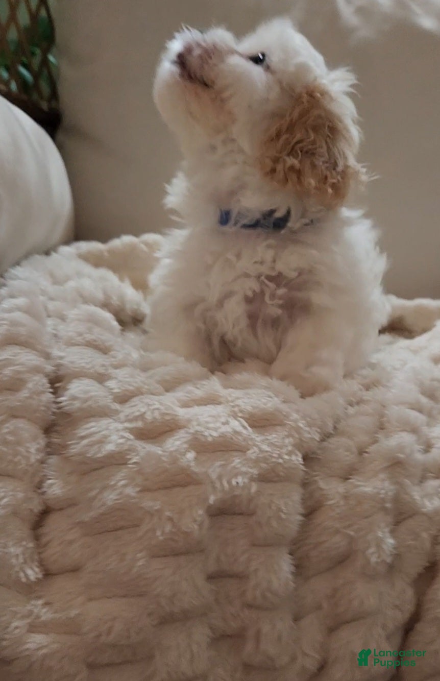 Shihpoo dogs for sale: Duke (Mr. Blue) - Ad 2