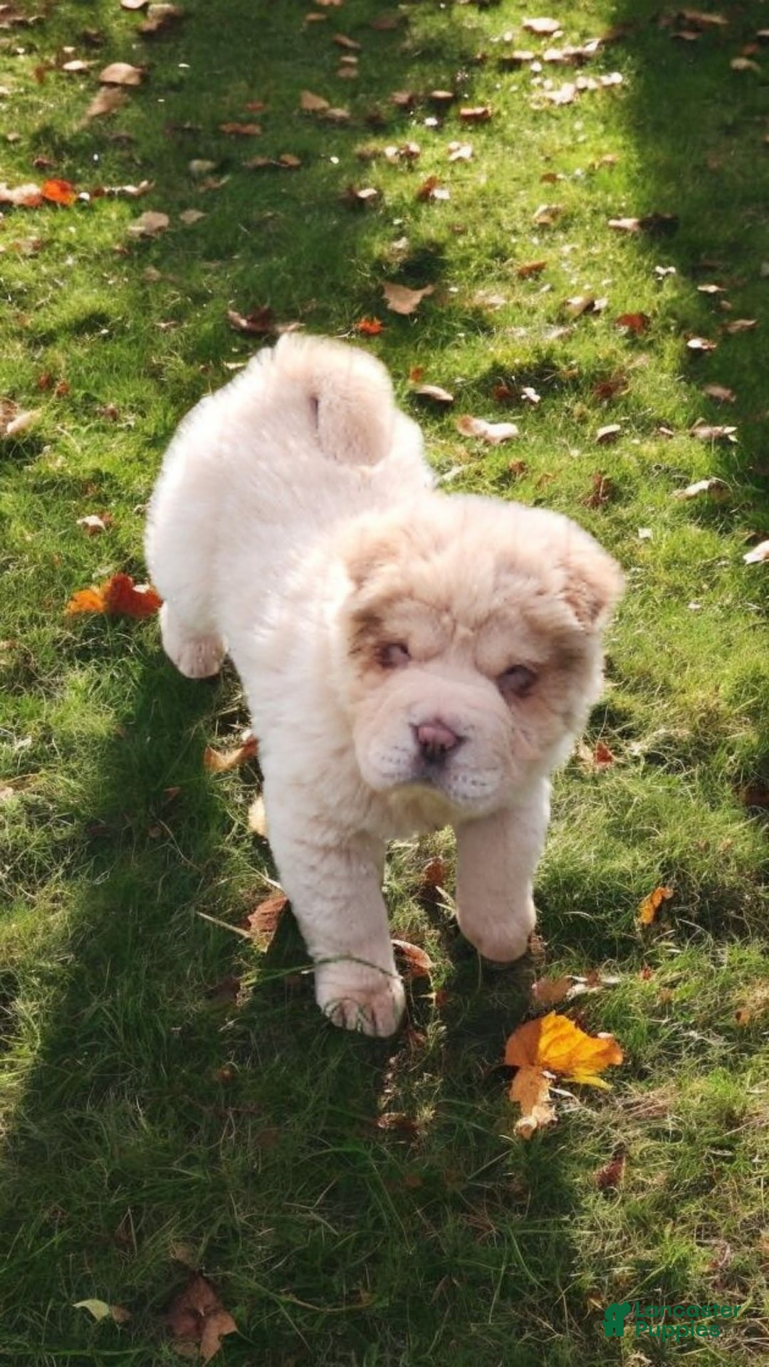 Shar Pei dogs for sale: Creamsicle  - Ad 9