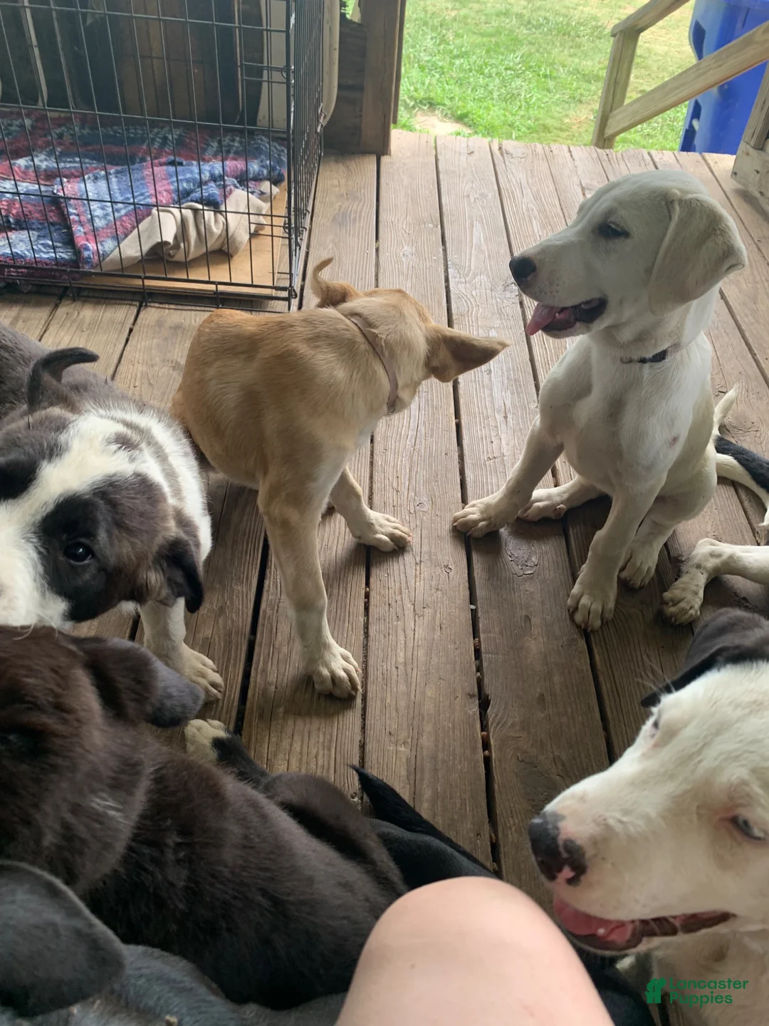Mixed Breed dogs for sale: Bear - Ad 18