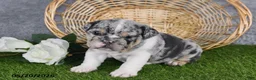 English Bulldog dogs for sale: Hailey - Ad 5
