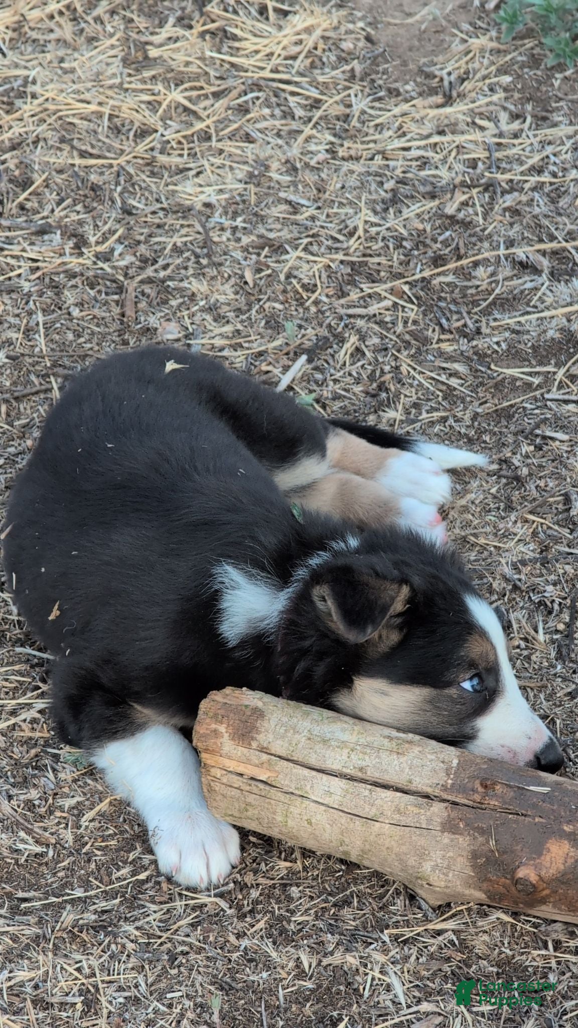 Mixed Breed dogs Delilah or Hazel - Ad 37