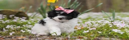 Bichpoo dogs for sale: Twila - Ad 4