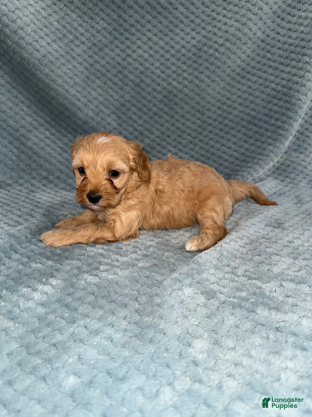 Cavapoo dogs for sale: Cavapoo Puppy 2 - Ad 5