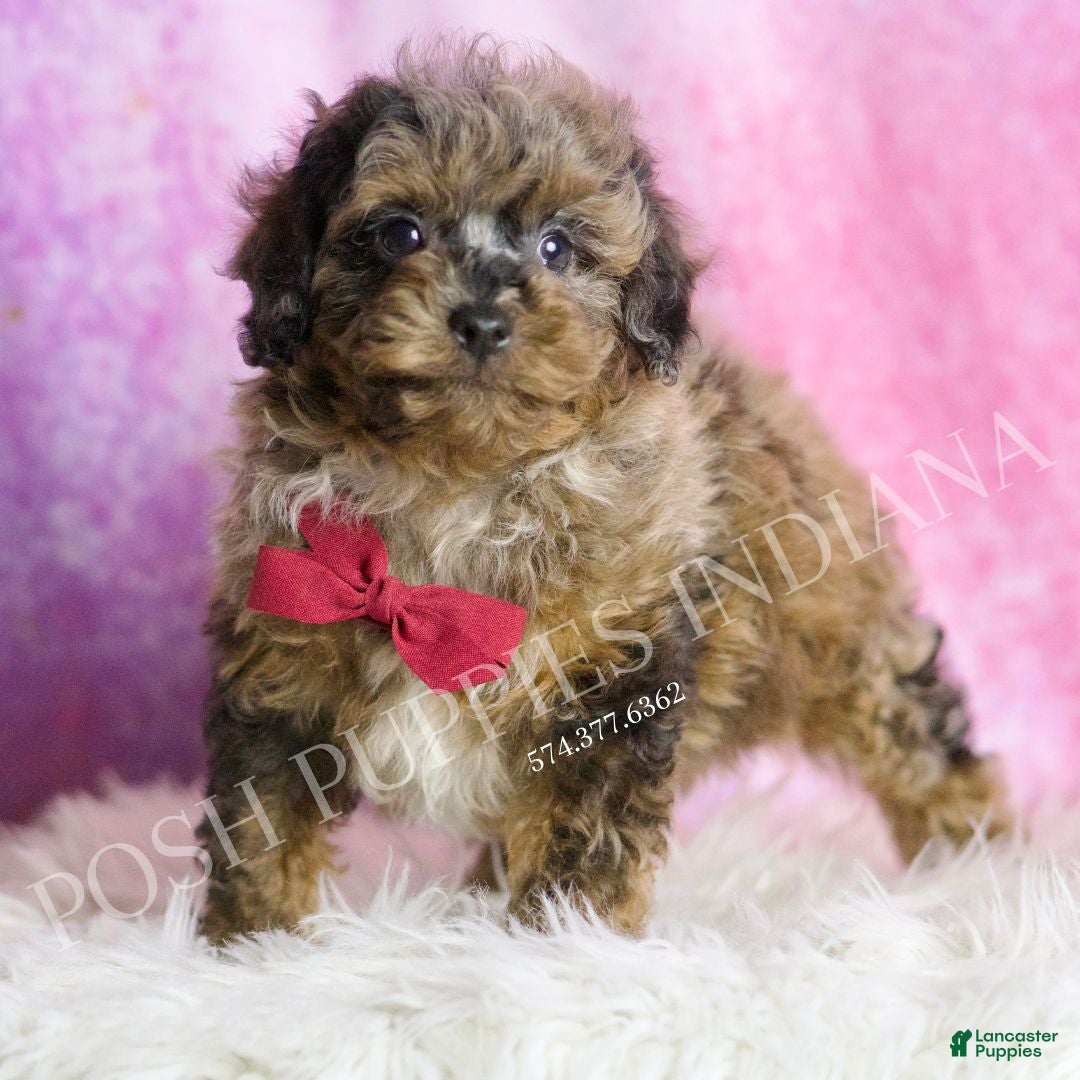 Toy Poodle dogs Bentley - Ad 25