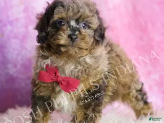 Toy Poodle dogs Bentley - Ad 16