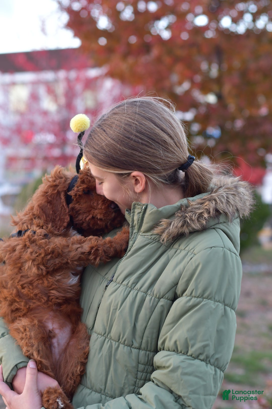 Standard Poodle dogs for sale: Clifford  - Ad 17