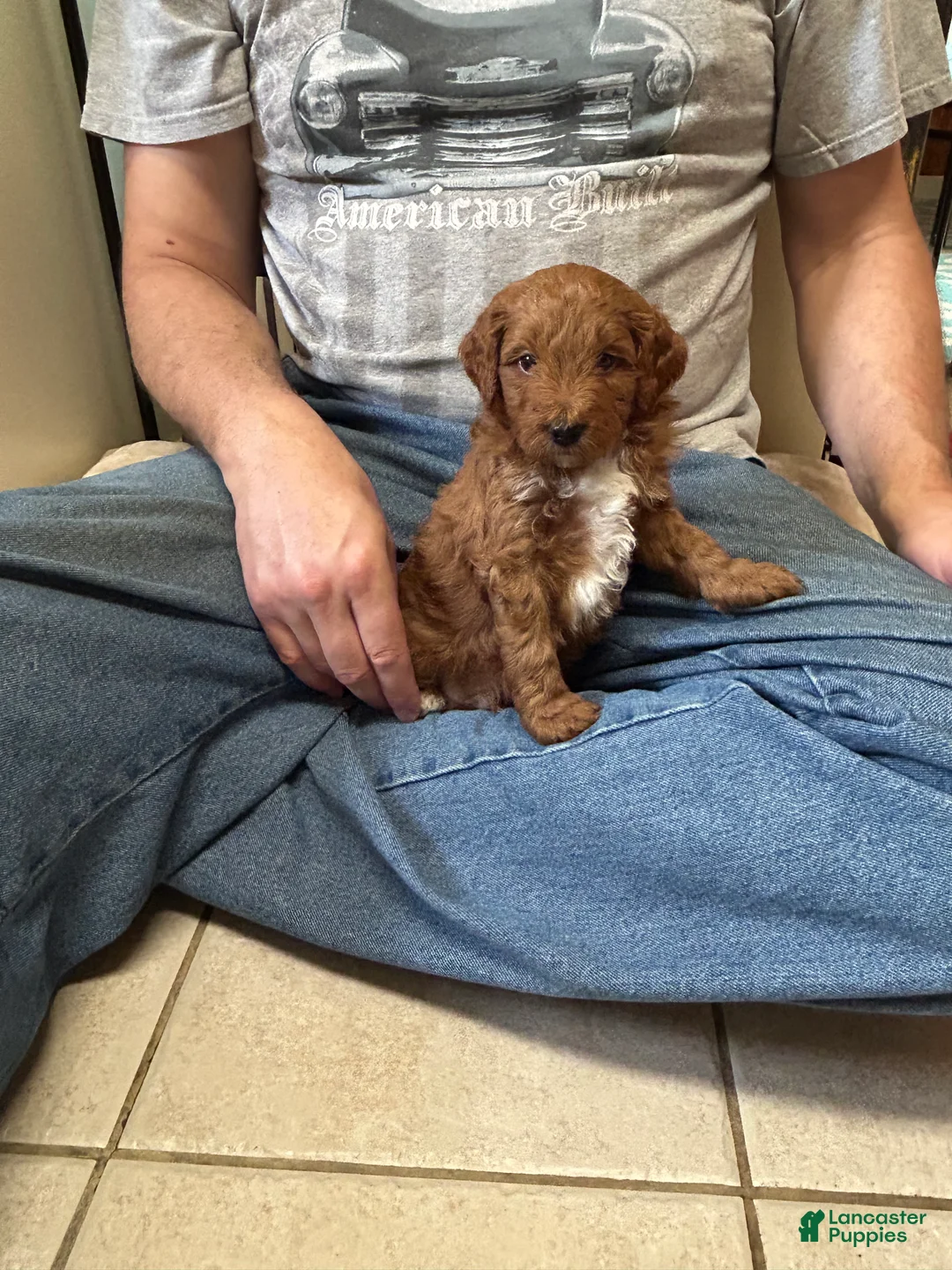 Mini Goldendoodle dogs for sale: Petite Romeo Mini Goldendoodle Puppy 2 - Ad 1