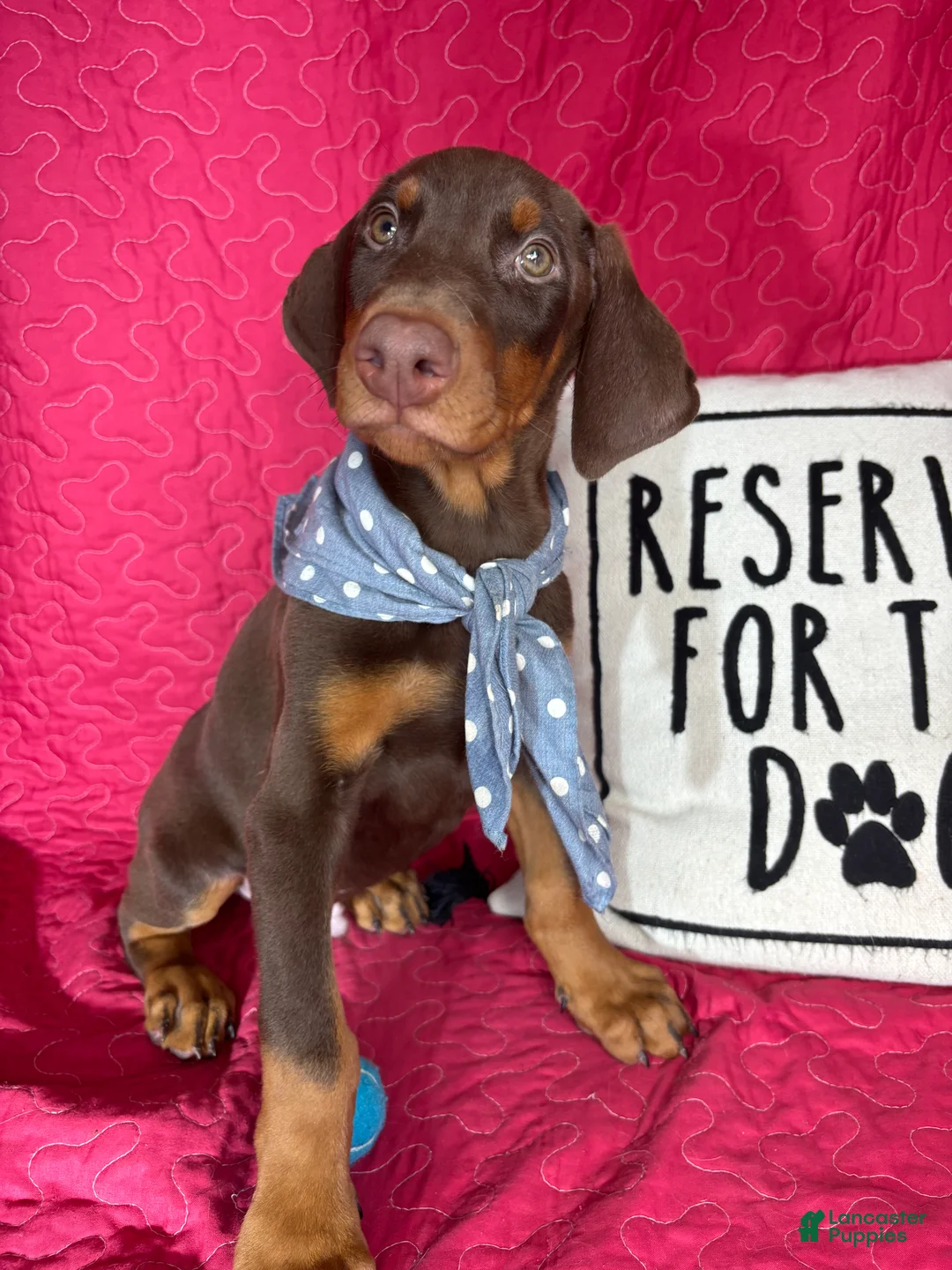 Doberman Pinscher dogs for sale: Duke - Ad 2