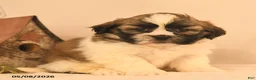 Shih Tzu dogs for sale: Jesse - Ad 1