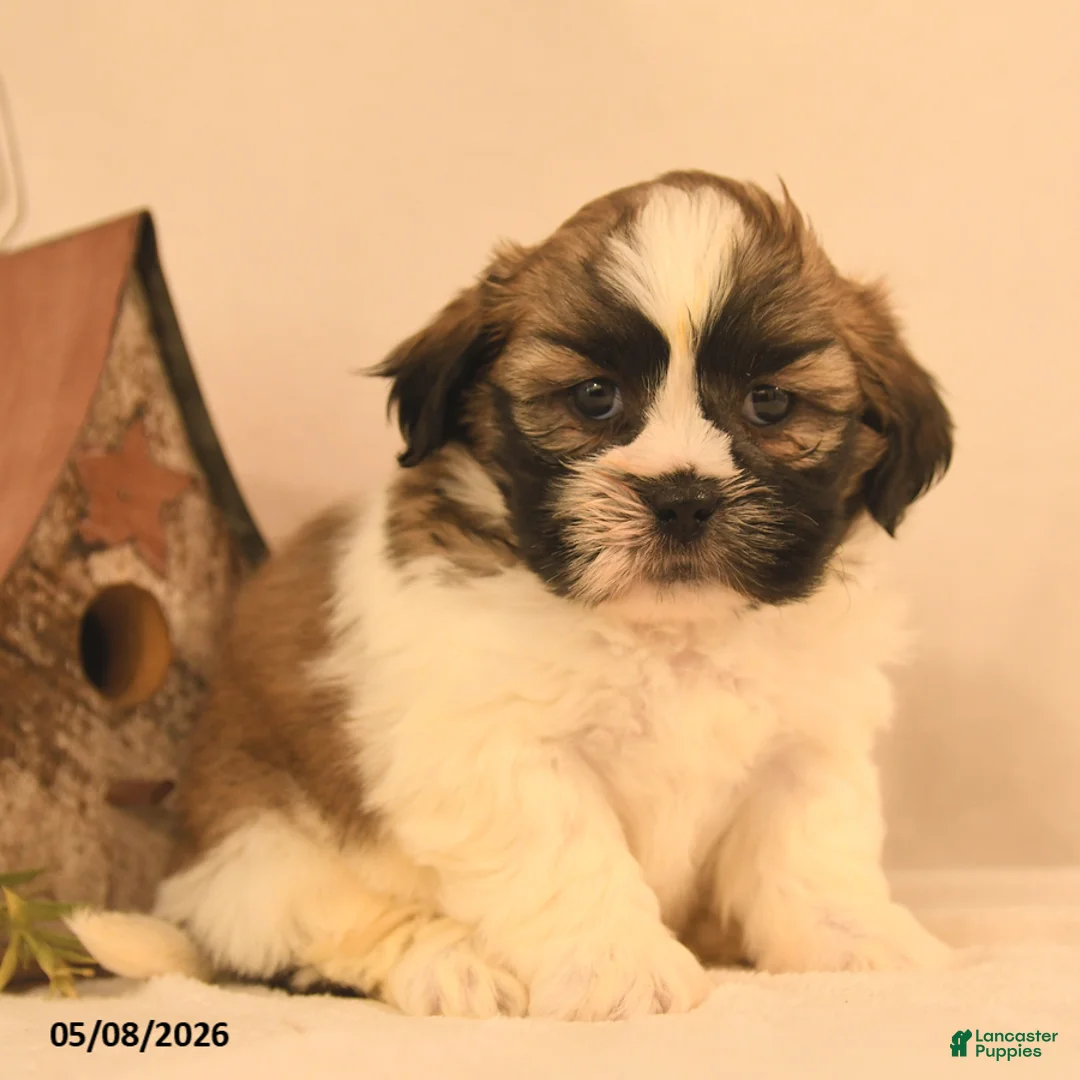 Shih Tzu dogs for sale: Jesse - Ad 1