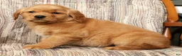 Golden Retriever dogs for sale: Gracie - Ad 8