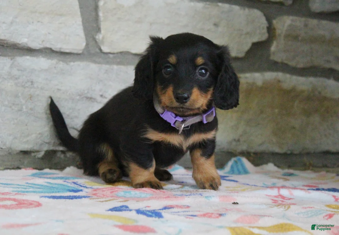 Miniature Dachshund dogs for sale: Abby - Ad 1