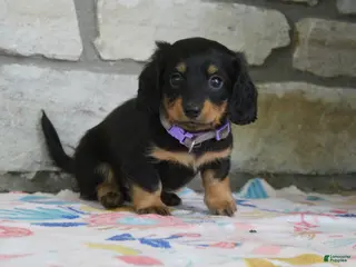Miniature Dachshund dogs for sale: Abby - Ad 1