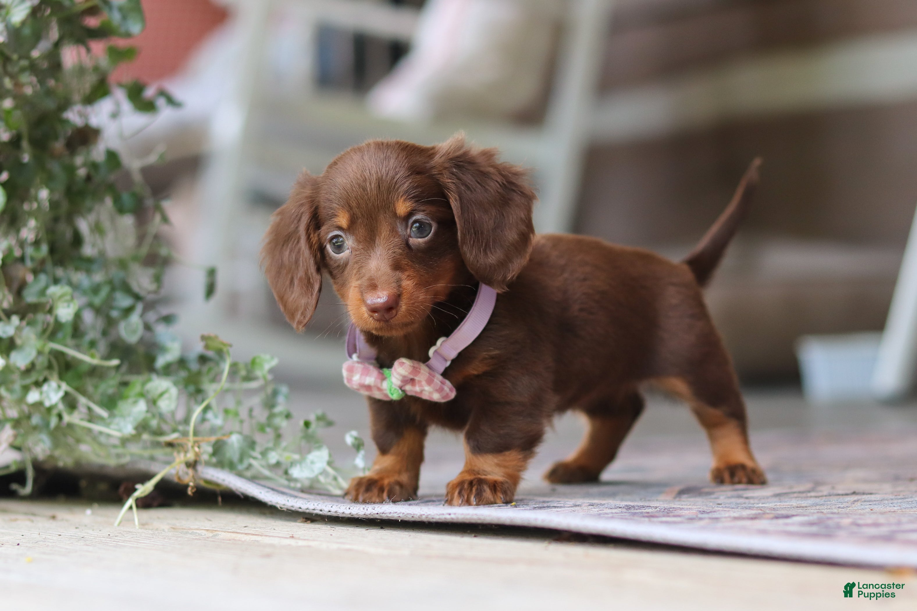 Miniature Dachshund dogs Landry - Ad 2