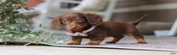 Miniature Dachshund dogs for sale: Landry - Ad 2