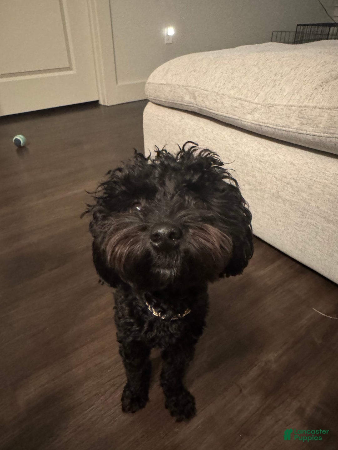 Yorkiepoo dogs for stud: Yorkiepoo - Ad 9