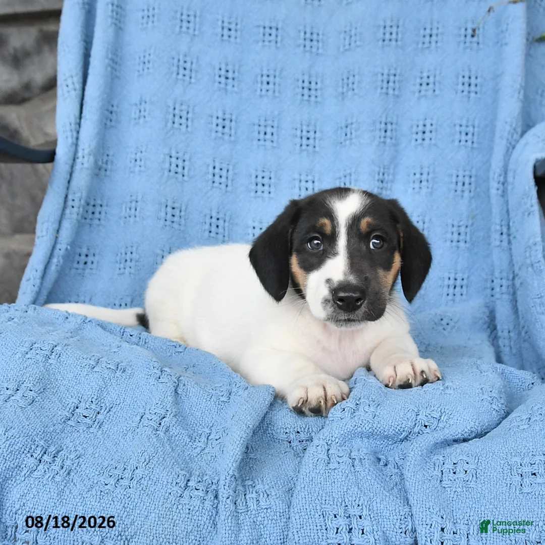 Mixed Breed dogs for sale: Penny - Ad 2