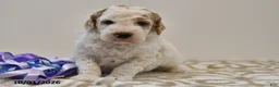 Mini Goldendoodle dogs for sale: Buster - Ad 10