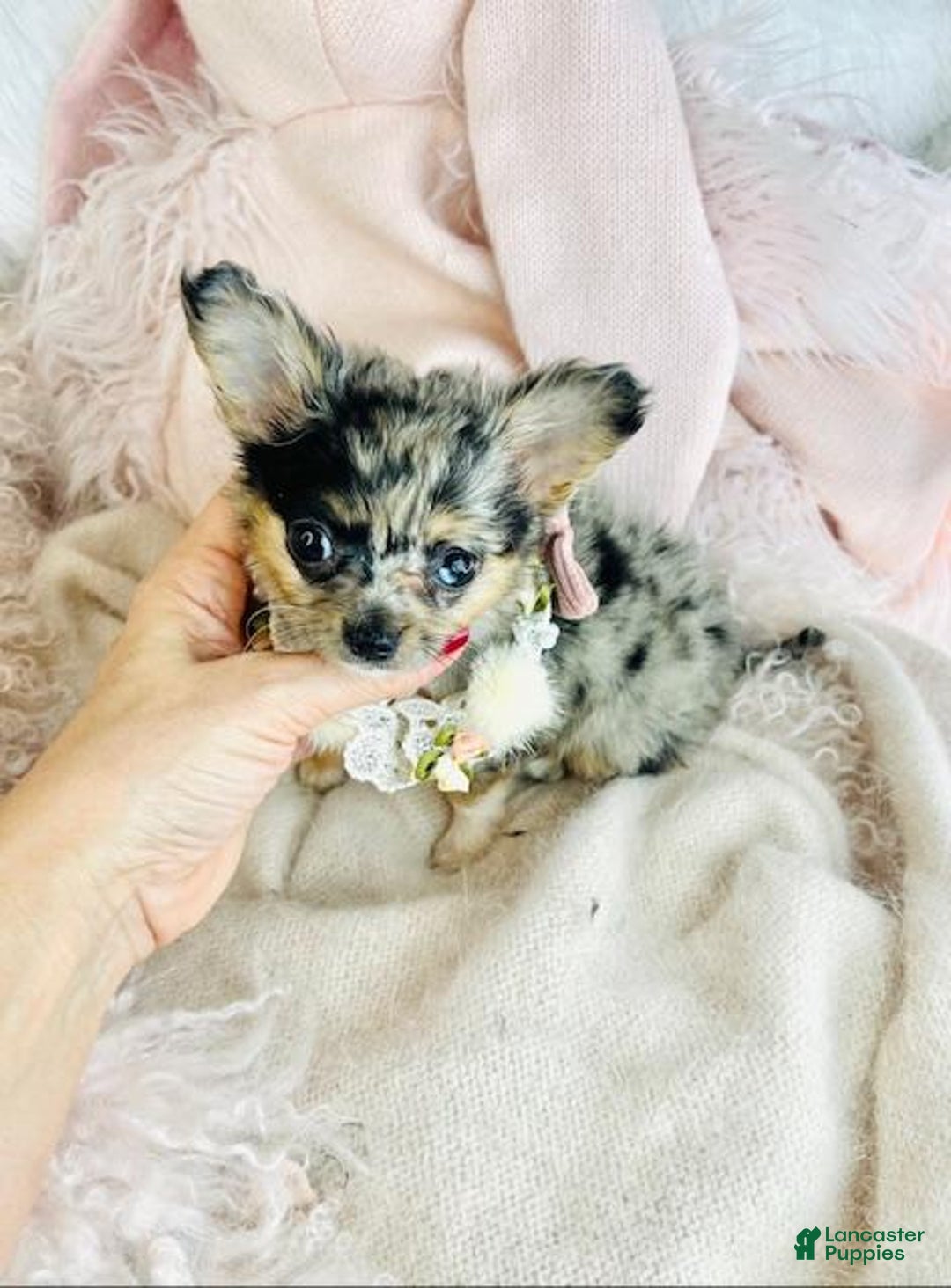 Chihuahua dogs for sale: Chihuahua Puppy 1 - Ad 2